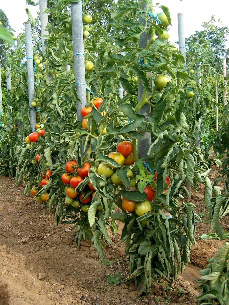 comment planter tomate